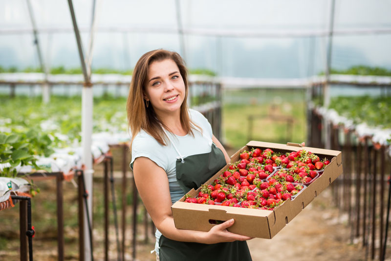 Mujer latina empaquetando fresas en California